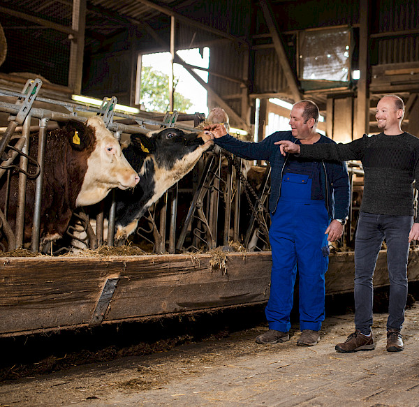 Frank Mayer und ein Landwirt stehen in einem Kuhstall und werden von zwei Kühen beobachtet. Der Landwirt streichelt die eine Kuh, Frank Mayer zeigt auf Etwas außerhalb des Bildes.