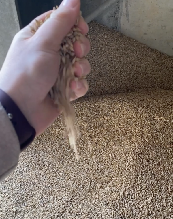 Körner auf dem Boden und in einer Hand.