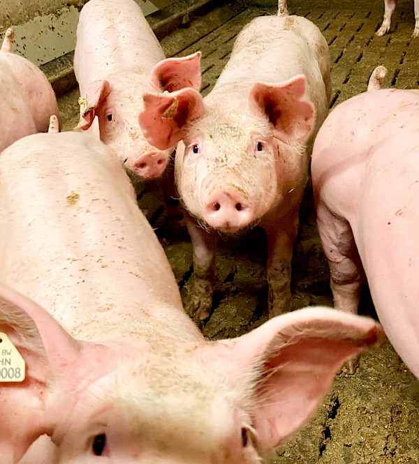 Das Bild zeigt Schweine in Nahaufnahme.